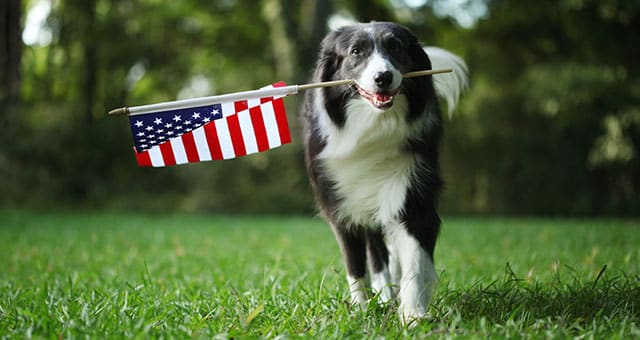 A black and white dog stands on grass, holding a small American flag in its mouth. Trees and greenery are visible in the blurred background—perfect for a Vet or Pet Clinic promotion.