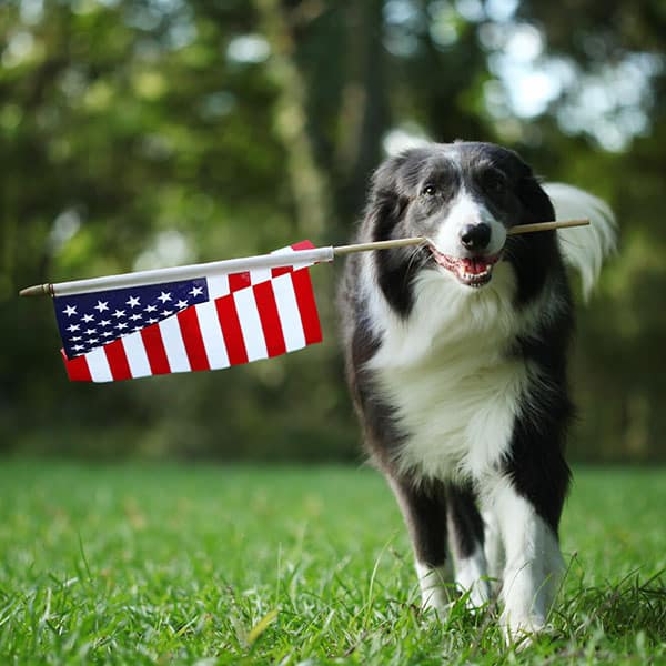 A black and white dog stands on green grass, holding a small American flag in its mouth, with trees blurred in the background—an adorable moment outside a local Animal Hospital or Pet Clinic.