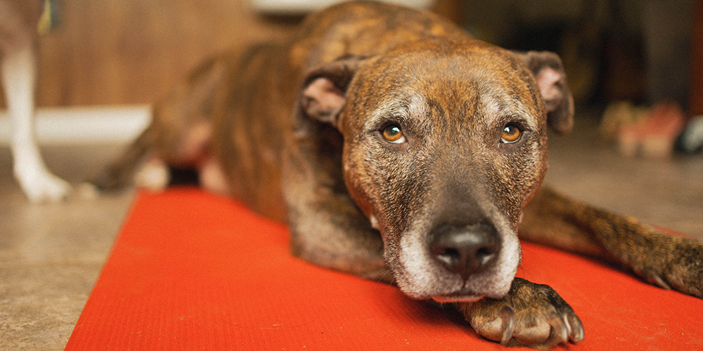 A brown, senior dog with a white muzzle lies on a red mat indoors, looking directly at the camera with gentle, expressive eyes. The background is softly blurred.