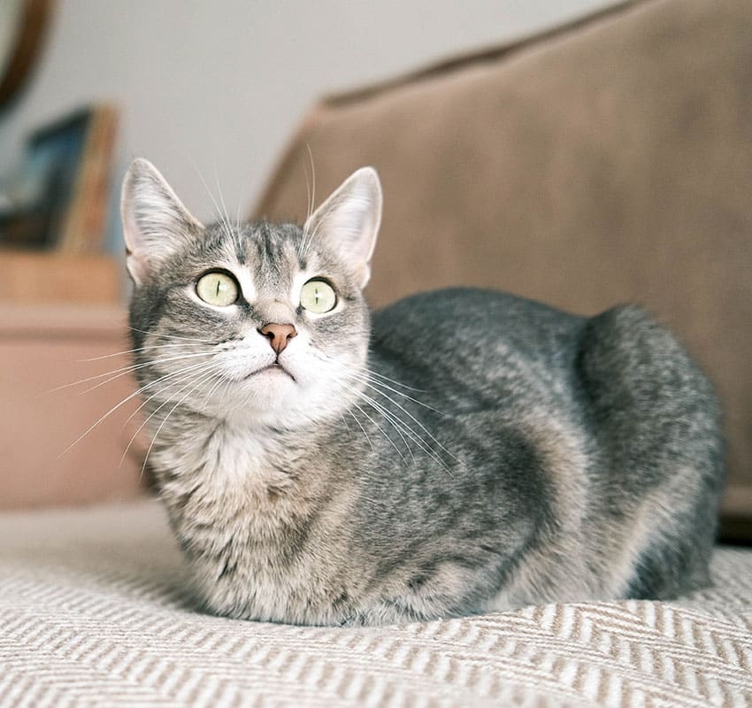 A gray tabby cat with green eyes sits alertly on a patterned fabric surface, with a beige sofa and soft background behind it—ready for its next visit to the veterinarian.