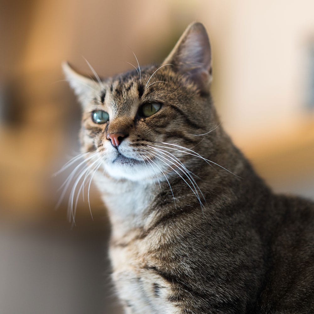 A close-up of a tabby cat with green eyes, sitting indoors near a pet clinic, looking slightly to the side. The softly blurred background highlights the cat’s face and whiskers.