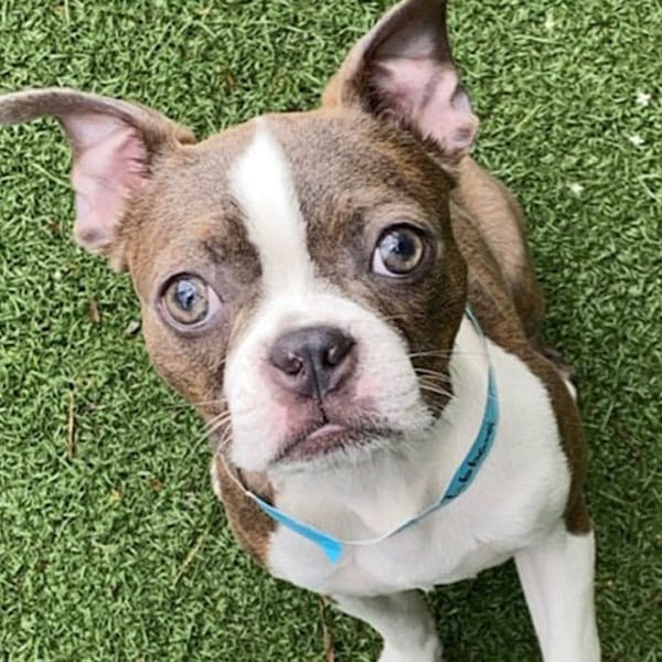 A small brown and white dog with big eyes and a blue collar looks up while sitting on green grass.