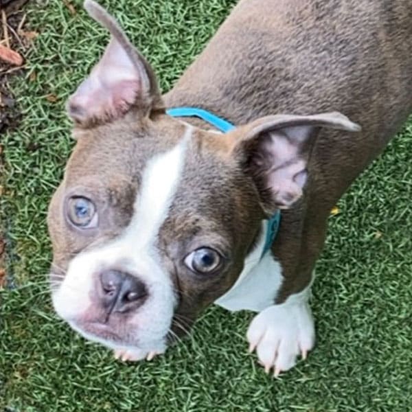 A small dog with a blue collar and upright ears stands on green grass, looking up at the camera with wide, expressive eyes.