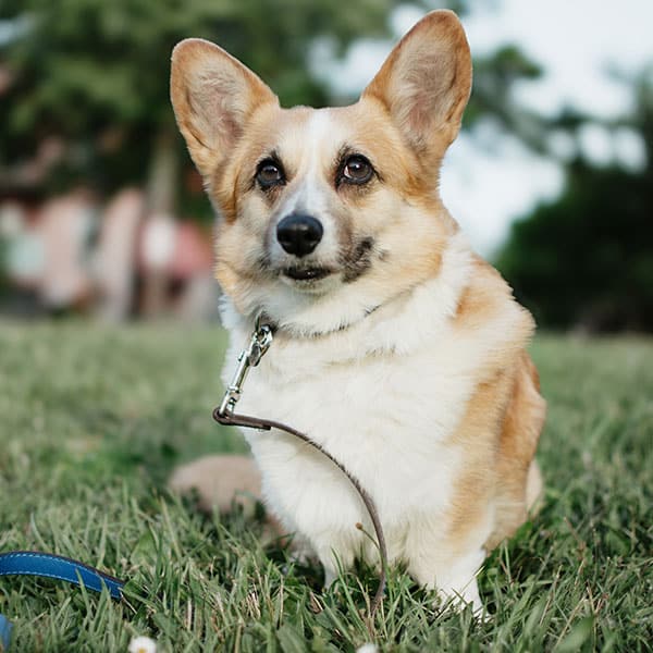 A tan and white corgi dog sits on green grass, looking alert. The dog is wearing a leash, and there are blurred trees and buildings in the background.
