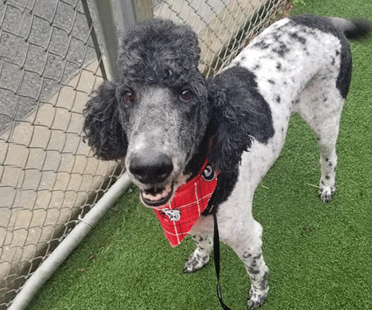 A black and white poodle with a fluffy head and ears stands on green artificial grass, wearing a red plaid bandana and looking up near a chain-link fence.
