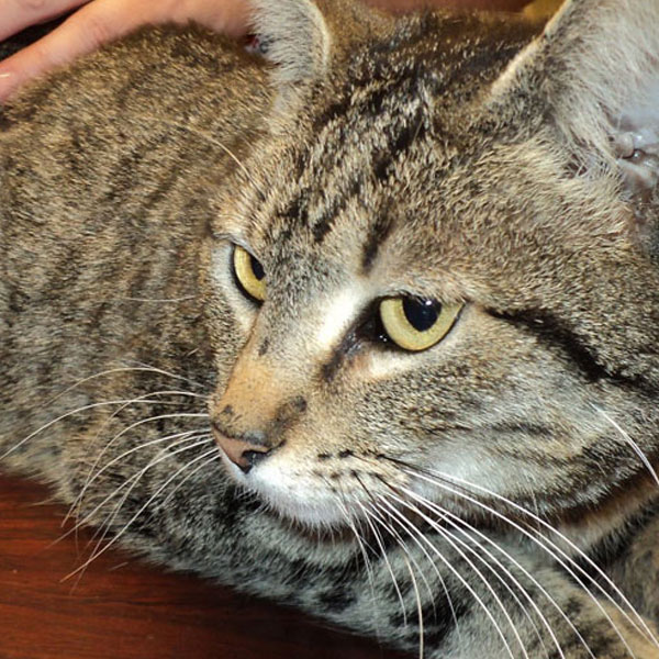 A close-up of a tabby cat with yellow eyes lying on a wooden surface. A person's hand is gently resting on the cat's back.