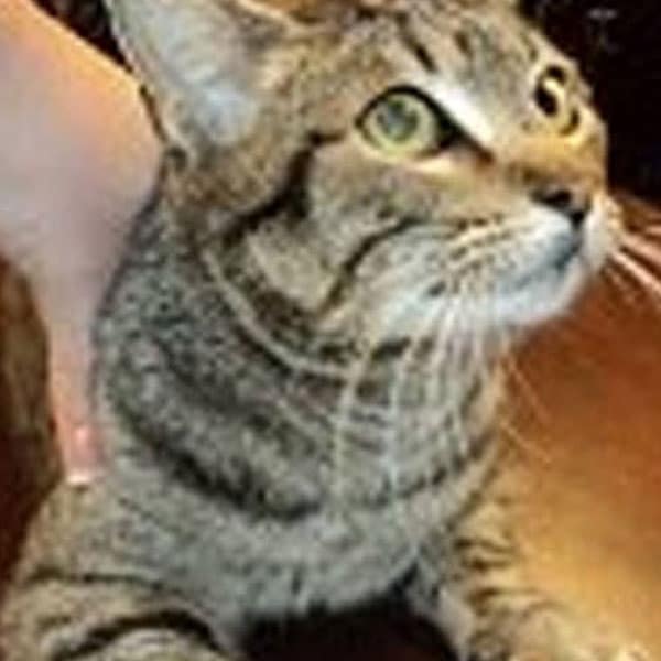 A close-up of a brown tabby cat with black stripes, wide yellow-green eyes, and alert ears, sitting on a dark surface while a person's hand gently touches its back.