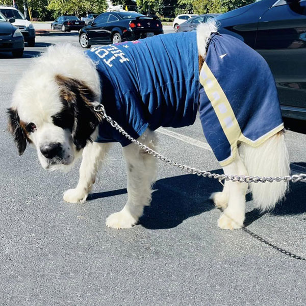A large Saint Bernard dog wearing a blue T-shirt and matching shorts stands on a leash in a parking lot, looking toward the camera.