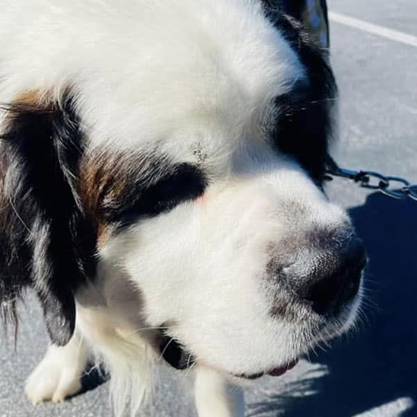 A close-up of a large Saint Bernard dog with white fur and brown patches, standing outside on a paved surface, wearing a collar and leash.