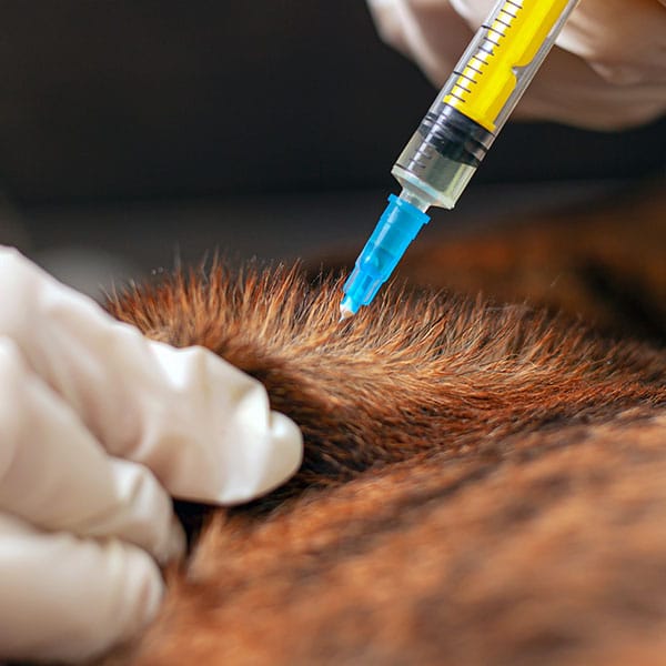 A close-up of gloved hands giving an injection with a yellow liquid into the scruff of an animal with brown and black fur, likely for veterinary care or vaccination.
