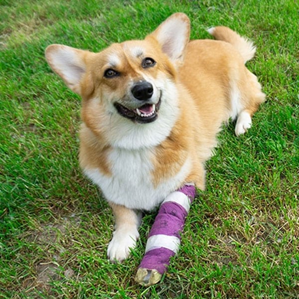 A happy corgi with a tan and white coat is lying on green grass. The dog has a purple and white bandage wrapped around its front left leg and is looking up with a cheerful expression.