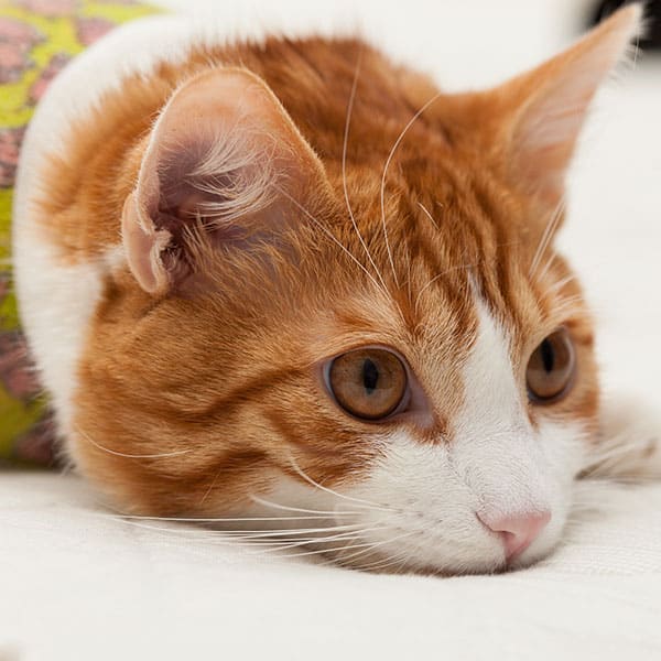 Close-up of an orange and white cat lying down with its head resting on a white surface, looking off to the side with wide, alert eyes.