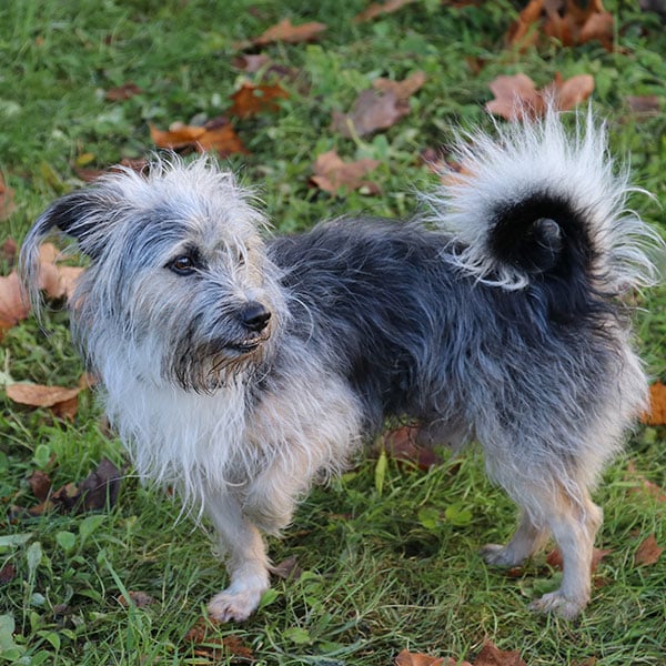 A small, scruffy dog with wiry grey and white fur stands on green grass with fallen brown leaves, looking alertly to the left. Its tail is curled over its back.