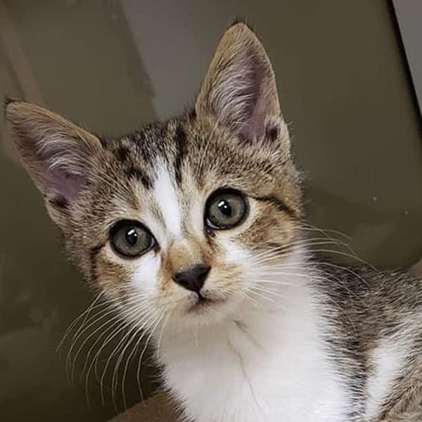 A close-up of a curious tabby kitten with large green eyes, white markings on its face, and perky ears, looking directly at the camera.