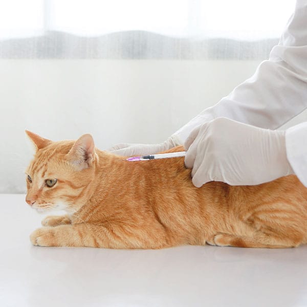 A veterinarian wearing white gloves gives an injection to an orange tabby cat lying on a white table in a bright room.