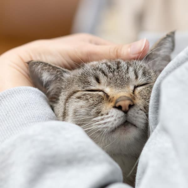 A close-up of a gray tabby cat snuggled in someone’s arms with its eyes closed, looking relaxed and content while being gently petted on the head.