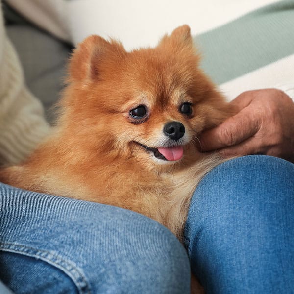 A small, fluffy brown Pomeranian dog sits on a person's lap, looking happy with its tongue out, while the person's hand gently pets its face.