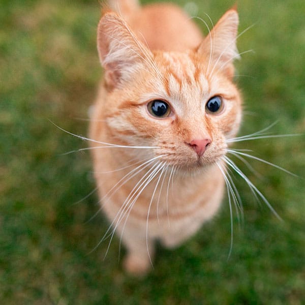 A close-up of an orange tabby cat with large eyes and long white whiskers, standing on green grass and looking curiously upward.