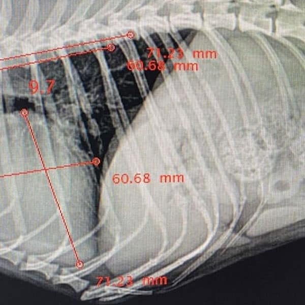 An X-ray image of an animal’s ribcage, showing bones, internal organs, and several red measurement lines and numbers indicating distances between anatomical structures.