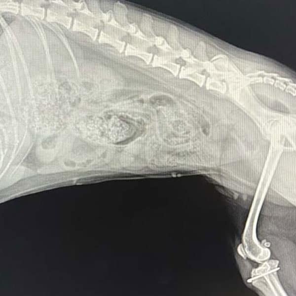 An X-ray image showing the side view of an animal, likely a dog, with visible spine, ribs, and leg bones. Some internal organs and foreign objects or unusual densities are apparent in the abdomen area.