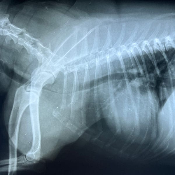 X-ray image showing the side view of an animal’s torso, most likely a dog, with visible spine, ribs, and hip bones. The skeletal structure is clearly outlined on a dark background.