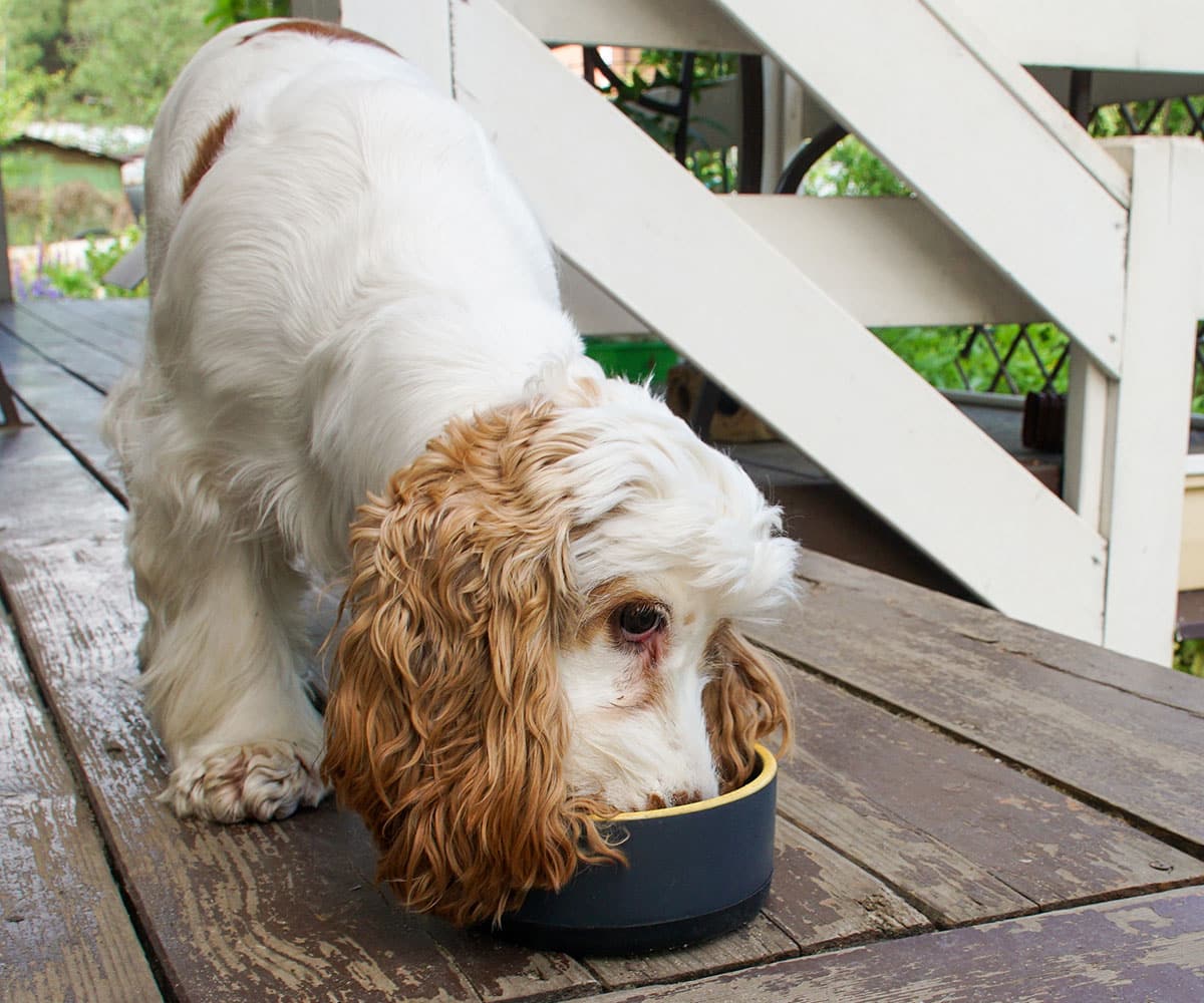 A white and tan cocker spaniel dog is eating or drinking from a black bowl on a wooden porch near white stairs.