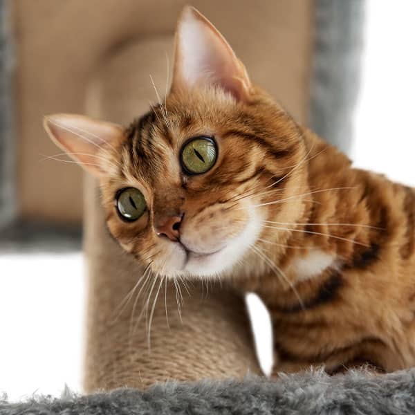 A close-up of a Bengal cat with green eyes and a striped orange-brown coat, tilting its head while sitting on a cat tree covered in gray fabric and sisal rope.