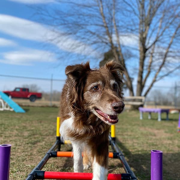 A brown and white dog is walking on colorful agility equipment outdoors on a sunny day, with a red pickup truck and bare trees in the background.