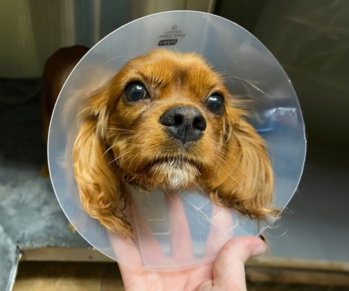 A small brown dog with long ears is wearing a clear plastic cone around its neck, looking up with wide, expressive eyes. A hand is gently holding the cone.