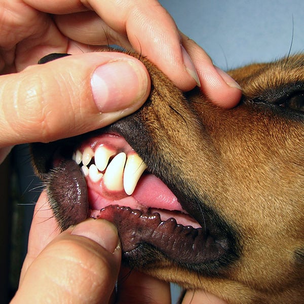 A close-up of a person lifting a dog's lips to reveal its teeth and gums for examination. The dog's teeth appear clean and healthy, and the person uses their fingers to carefully expose the mouth.