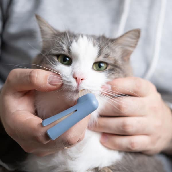 A person gently holding a gray and white cat’s face while using a blue pill dispenser to give the cat medication. The cat looks calm and is being cradled in the person's hands.
