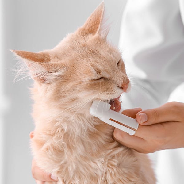 A light orange, long-haired cat is being gently brushed under its chin with a white grooming tool by a person in a white coat. The cat appears to be enjoying the grooming.