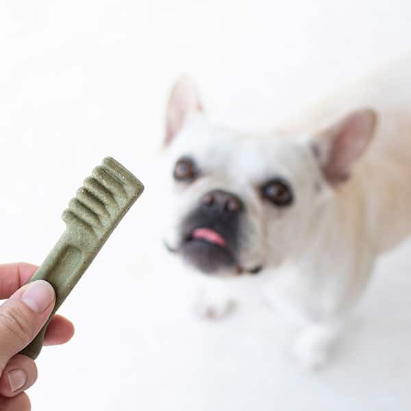 A person holds a green toothbrush-shaped dog treat in front of a white French Bulldog, who is looking at the treat with interest.