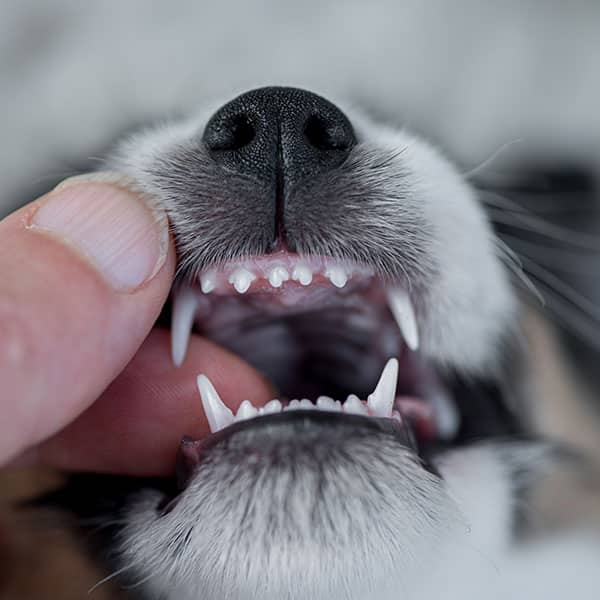 A close-up of a person gently lifting a puppy’s lip to show its small, sharp baby teeth and black nose.
