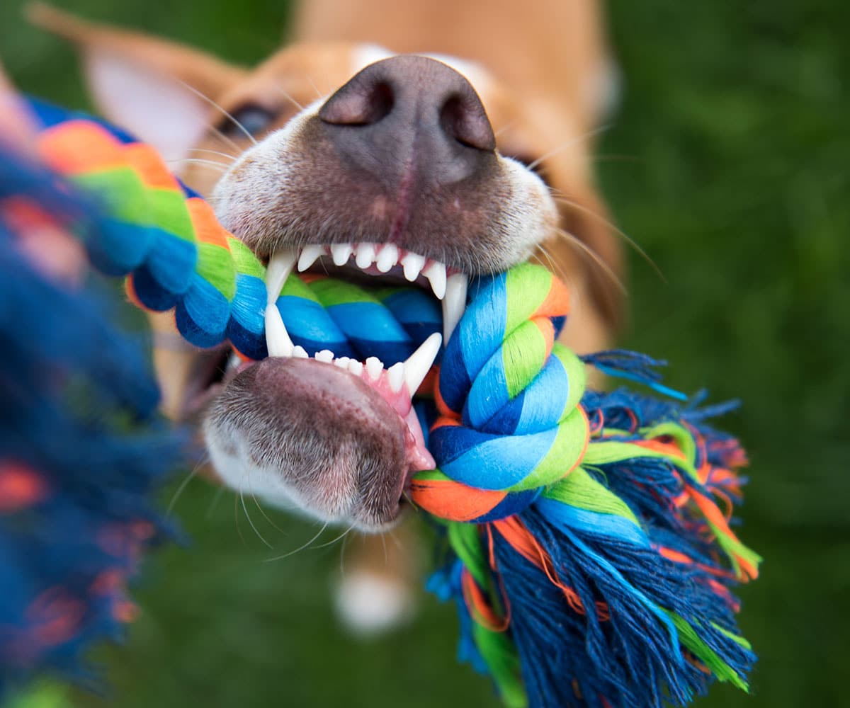 A close-up of a dog’s mouth gripping a colorful rope toy while playing outdoors, showing its teeth and nose with green grass blurred in the background.