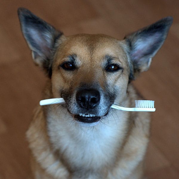 A brown dog with upright ears is looking at the camera while holding a white toothbrush in its mouth, standing on a wooden floor.