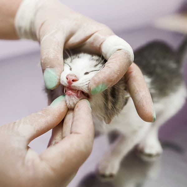 A person wearing gloves gently opens a small kitten’s mouth, possibly for a dental checkup or examination, while the kitten stands on a table.