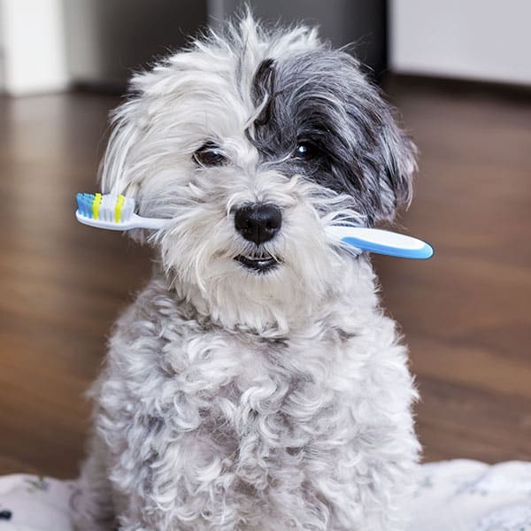A fluffy black and white dog sits indoors holding a blue and white toothbrush in its mouth, looking directly at the camera.