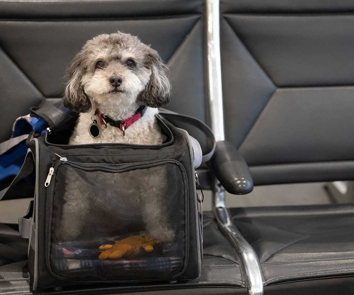 A small gray and white dog with curly fur sits inside a black pet carrier on an empty row of black airport chairs, looking forward. A toy is visible inside the carrier.