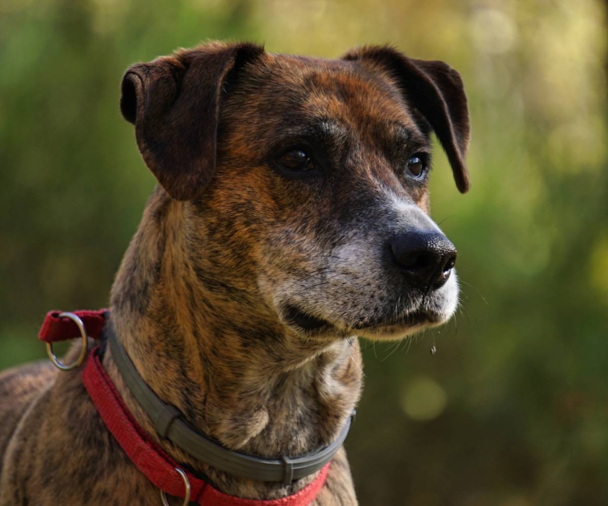 A brown and black brindle dog with a red harness looks attentively to the side, standing outdoors with a blurred green background.