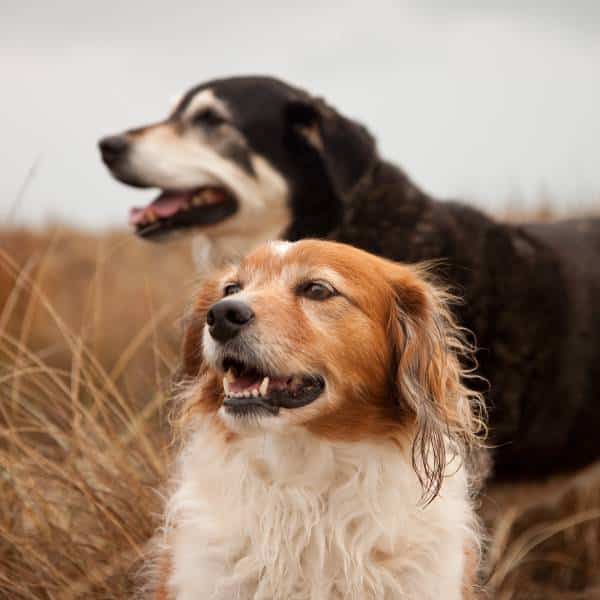 Two dogs standing outdoors in tall grass, both looking to the left. The dog in front has long, white and brown fur, while the dog behind has shorter, black and tan fur. Both have their mouths slightly open.