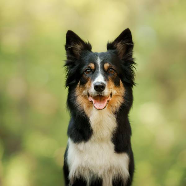 A black, white, and tan dog with pointy ears sits outdoors, facing the camera with its mouth open and tongue slightly out. The background is blurred greenery.