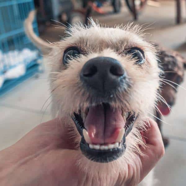 A close-up of a small, light-colored dog with its mouth open and tongue out, looking happy and excited as a person's hand gently holds its head. The background shows part of a blue crate and a tiled floor.