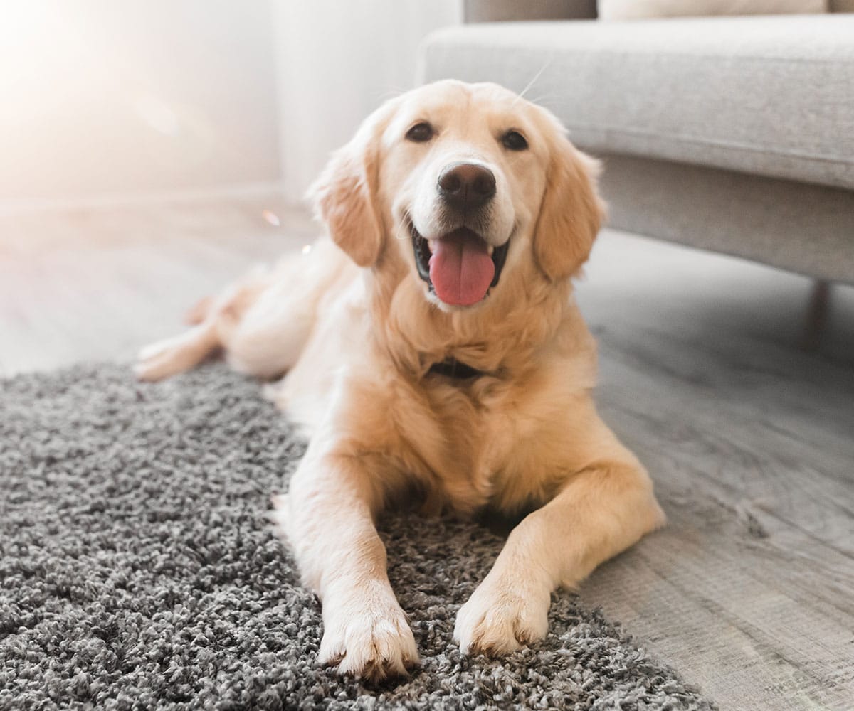 A golden retriever with its tongue out lies on a gray carpet in a bright living room, looking happy and relaxed.