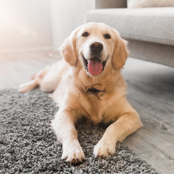 A golden retriever is lying on a gray rug in a bright living room, looking at the camera with its mouth open and tongue out, appearing happy and relaxed.
