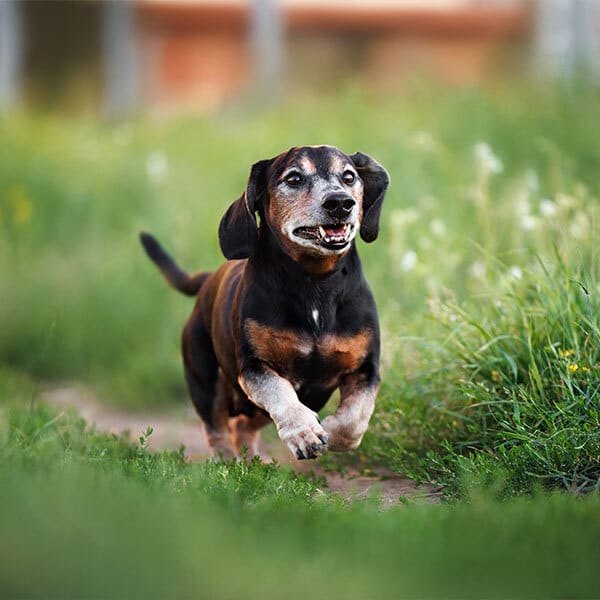 A happy black and brown dachshund dog runs through a grassy field, looking forward with its mouth open and ears flapping.