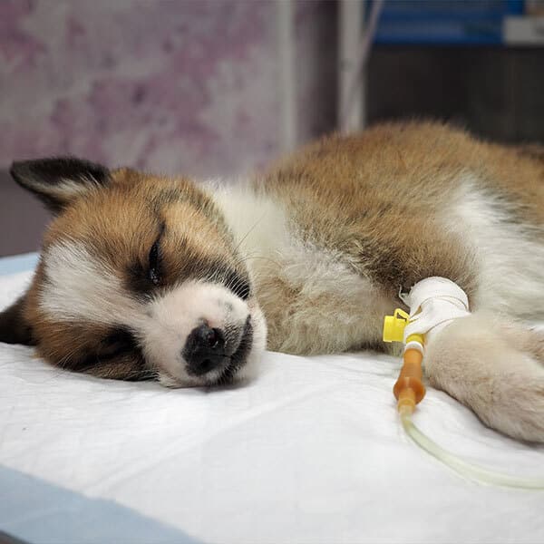 A brown and white puppy is lying on its side on a medical pad with its eyes closed, receiving fluids through an intravenous (IV) line in its front leg.