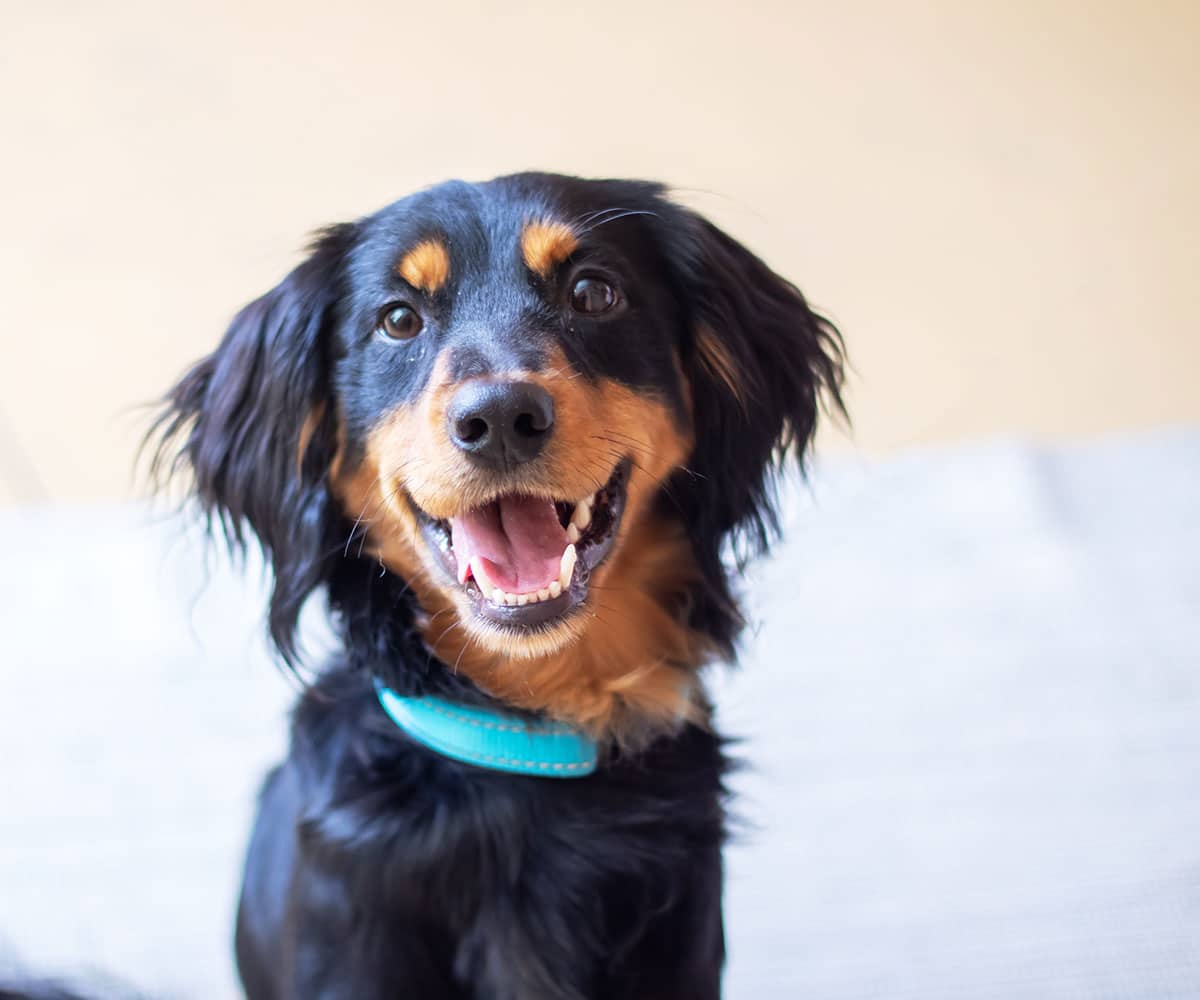 A happy black and brown dog with floppy ears and a turquoise collar sits on a light-colored surface, looking up with its mouth open and tongue slightly out.