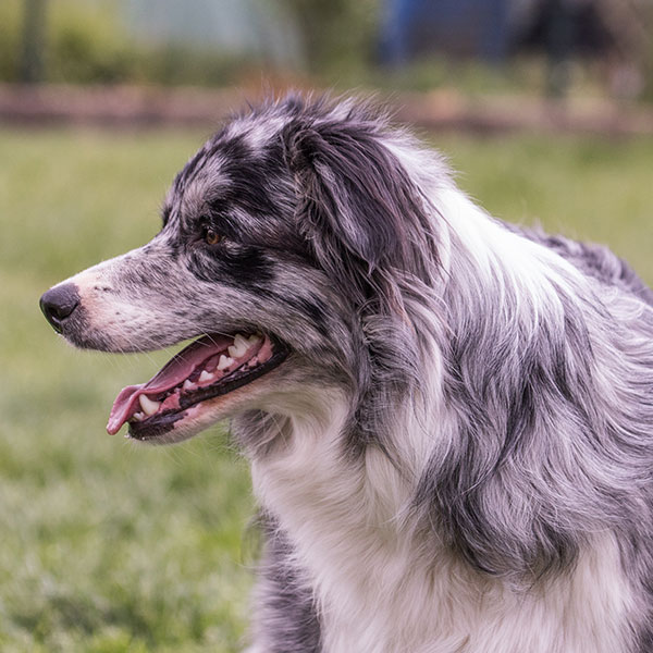 A close-up of an Australian Shepherd dog with a gray, black, and white coat, sitting on green grass and looking to the left with its mouth open.