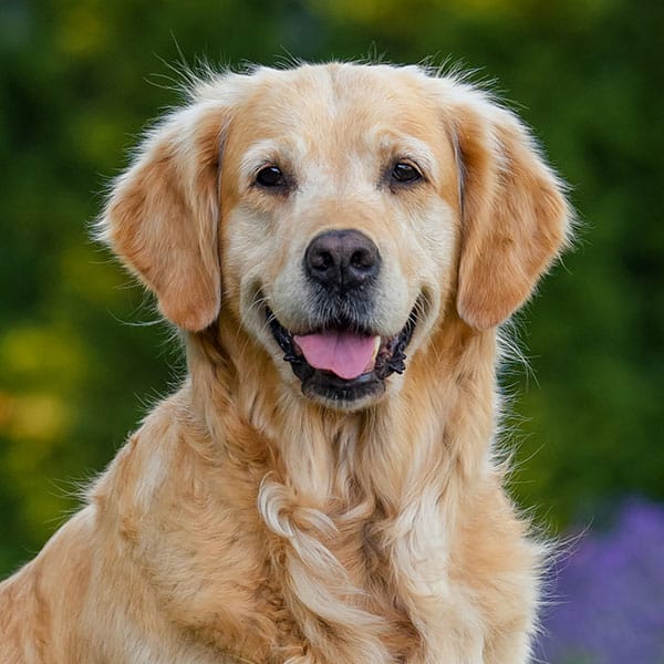 A golden retriever with fluffy fur sits outdoors, looking at the camera with its mouth open, tongue slightly out, and a friendly expression. The background is blurred greenery.